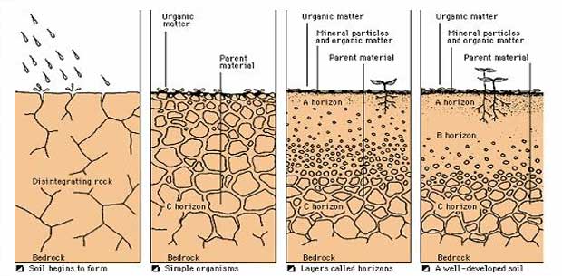 Describe the Process of Soil Formation